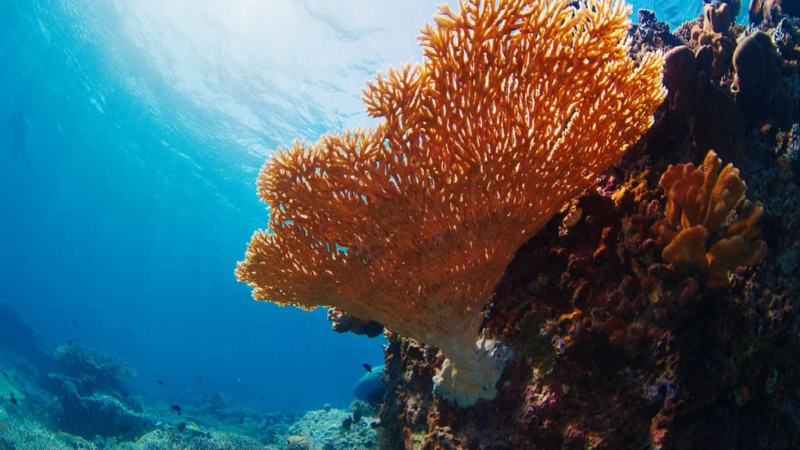 Acidificação ameaça vida marinha no Brasil e no mundo e impulsiona soluções biotecnológicas