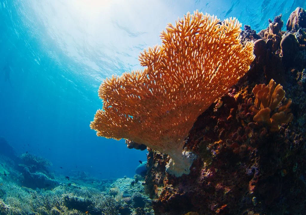 Acidificação ameaça vida marinha no Brasil e no mundo e impulsiona soluções biotecnológicas
