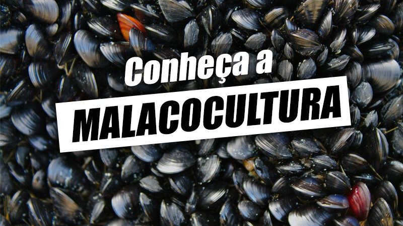 Malacocultura – O que é, como funciona, vantagens e desafios