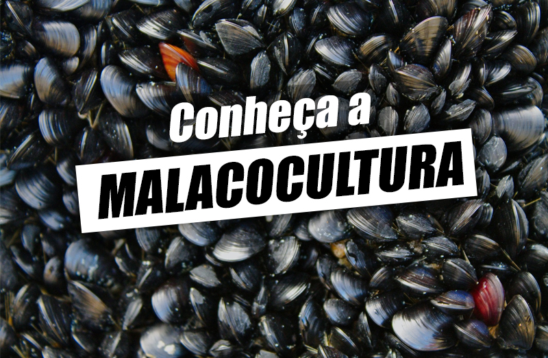 Malacocultura – O que é, como funciona, vantagens e desafios