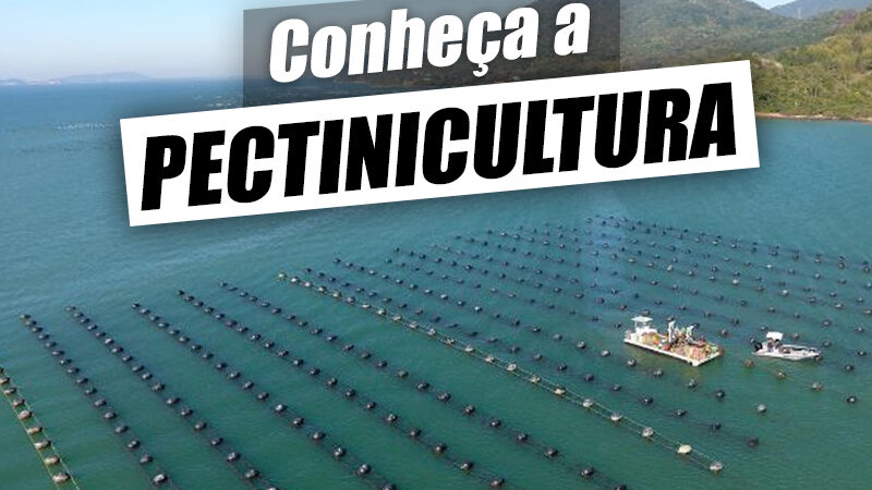 Pectinicultura – O que é, espécies, vantagens e como funciona