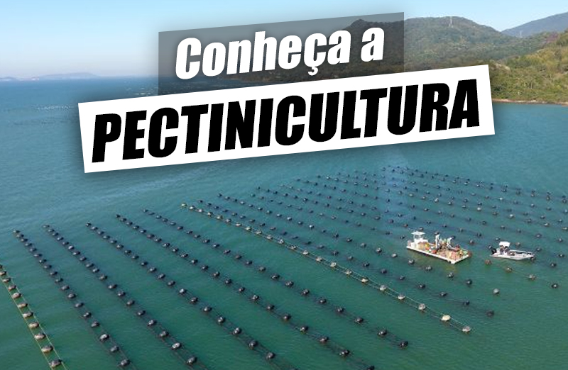 Pectinicultura – O que é, espécies, vantagens e como funciona