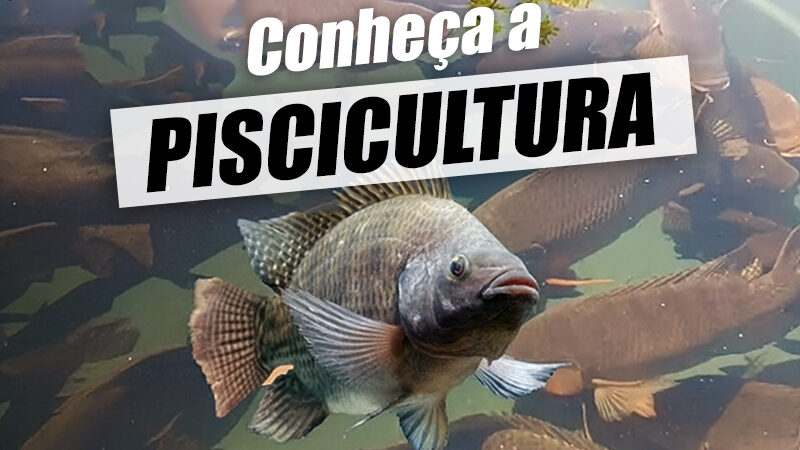 Piscicultura – O que é, tipos, vantagens e como funciona