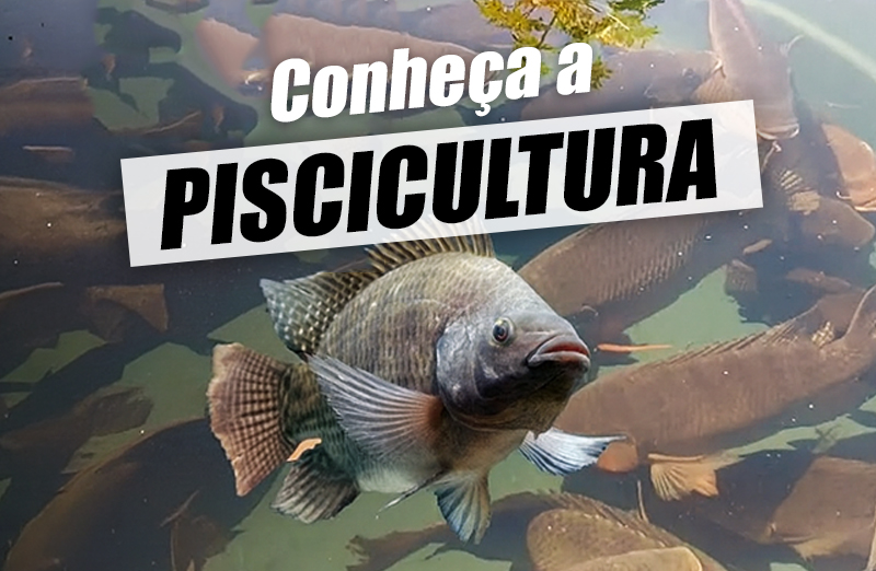 Piscicultura – O que é, tipos, vantagens e como funciona