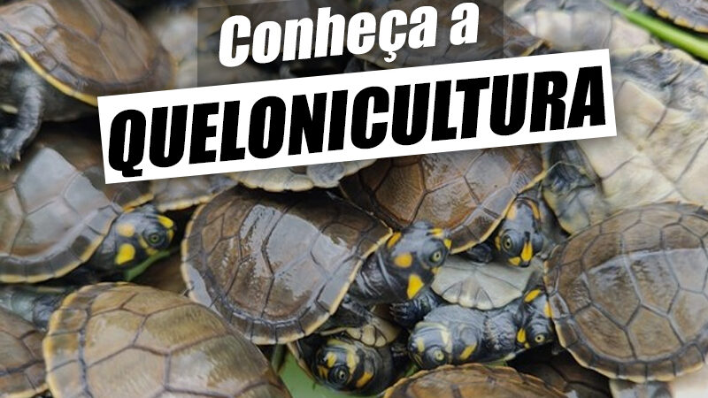 Quelonicultura – O que é, espécies cultivadas e vantagens