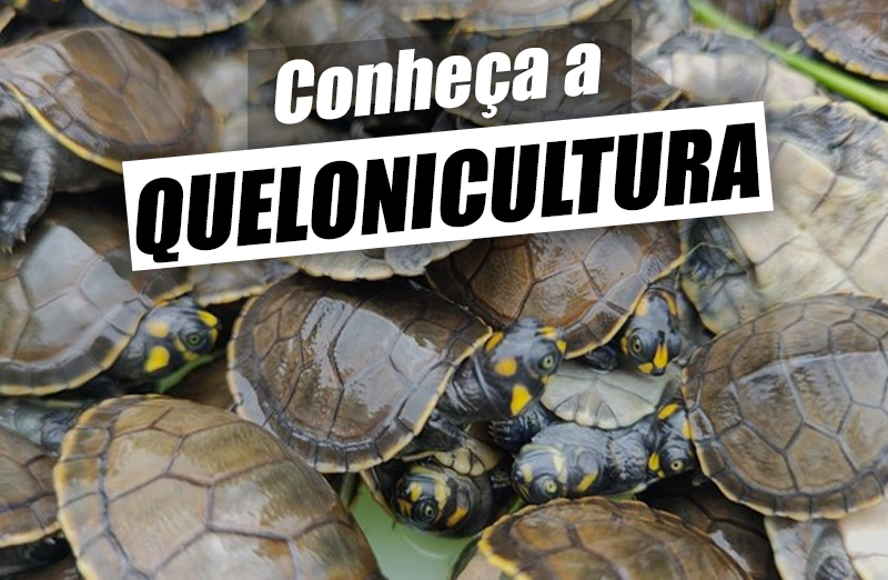 Quelonicultura – O que é, espécies cultivadas e vantagens