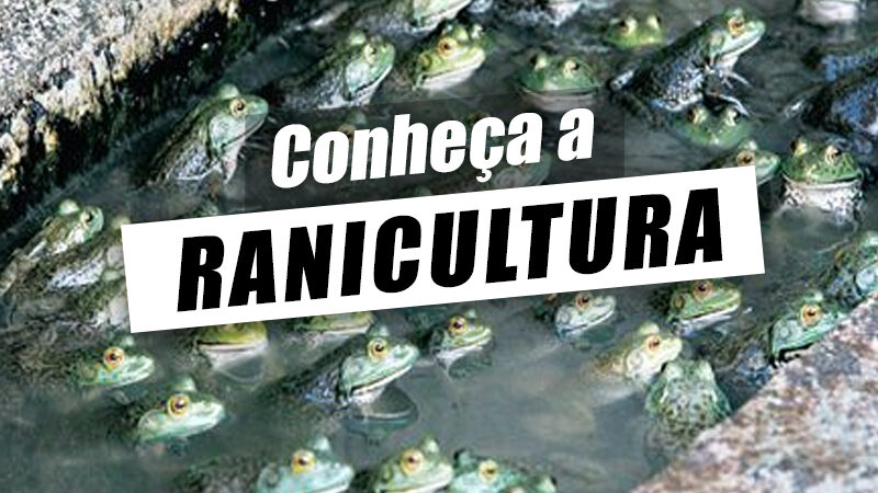 Ranicultura – Sistemas de criação, vantagens e desafios