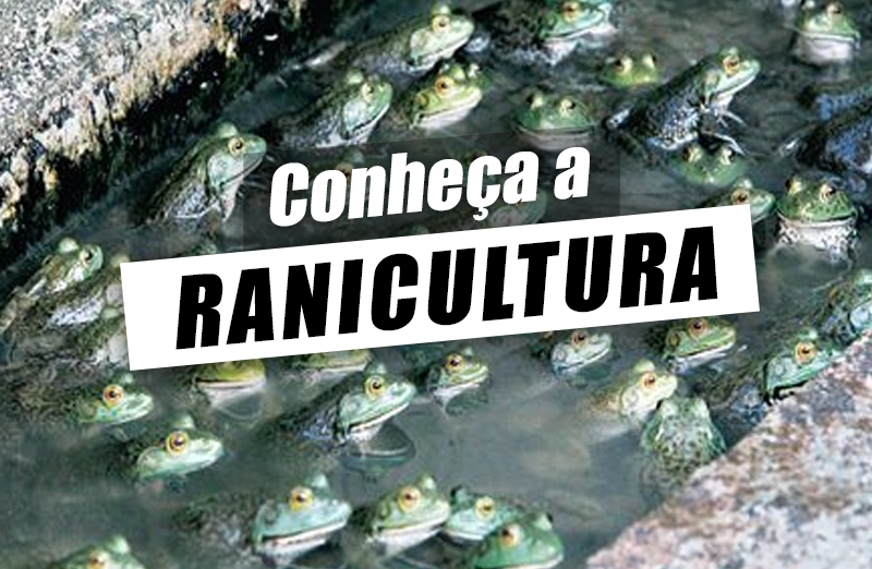Ranicultura – Sistemas de criação, vantagens e desafios