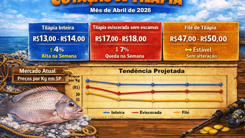 Veja a cotação da tilápia hoje.