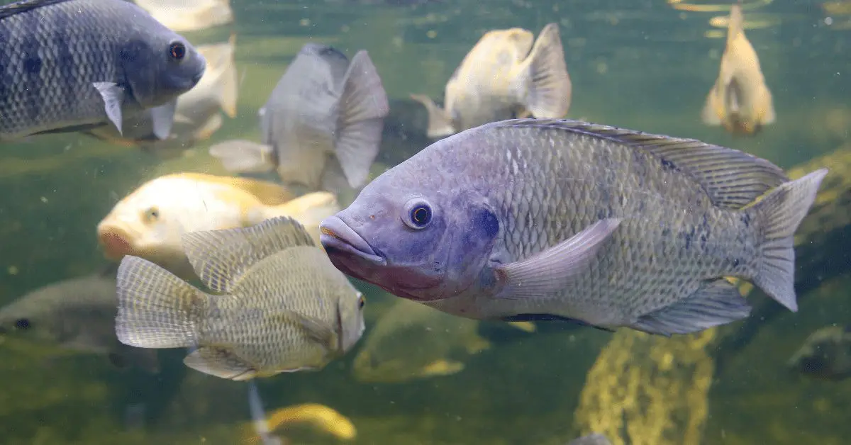 Aprovado projeto que visa acabar como RGP da aquicultura. Precisa passar pelo senado
