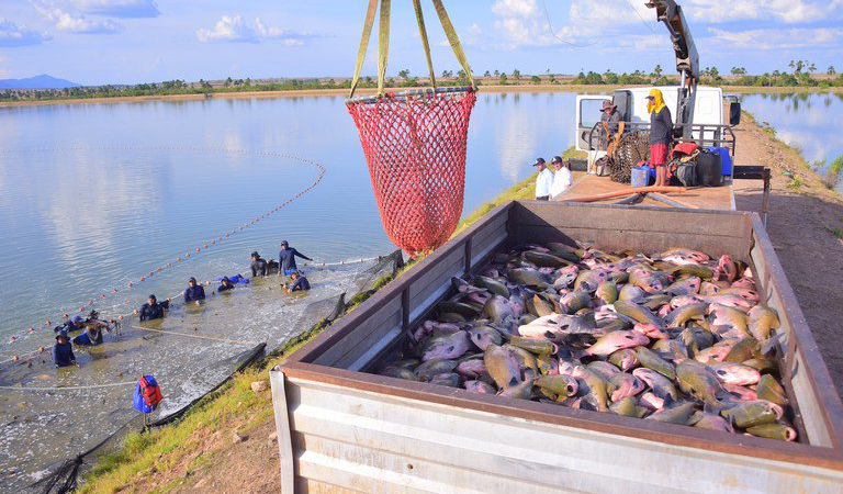 Tilápia vietnamita ganha espaço no Brasil e acende alerta vermelho entre piscicultores de Pernambuco