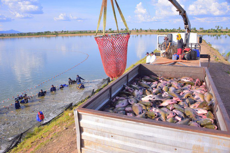 Tilápia vietnamita ganha espaço no Brasil e acende alerta vermelho entre piscicultores de Pernambuco