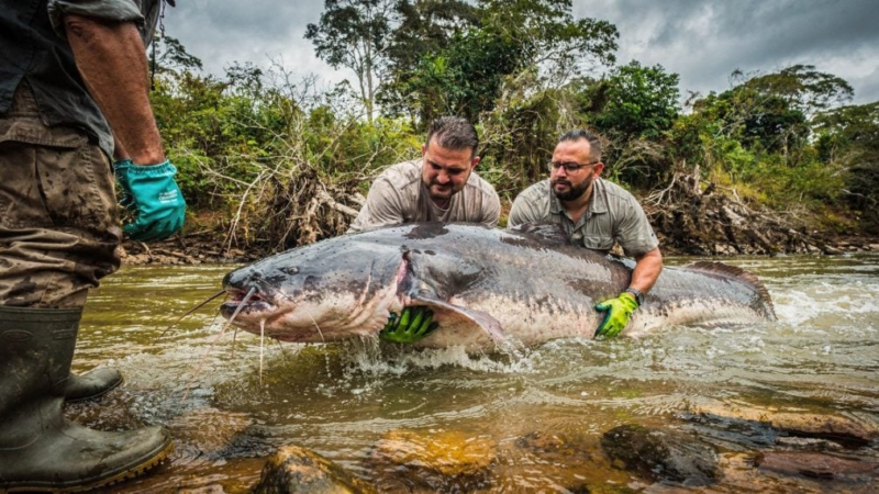 O maior peixe de rio do mundo foi encontrado na Argentina, ultrapassando 1,5 metro e 100 quilos