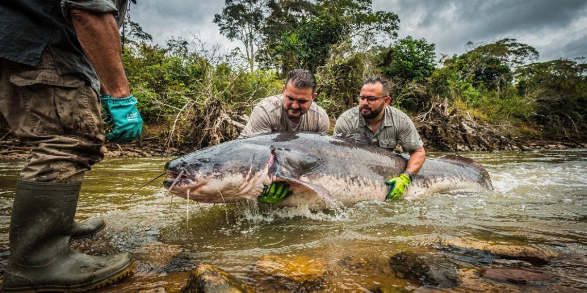 O maior peixe de rio do mundo foi encontrado na Argentina, ultrapassando 1,5 metro e 100 quilos