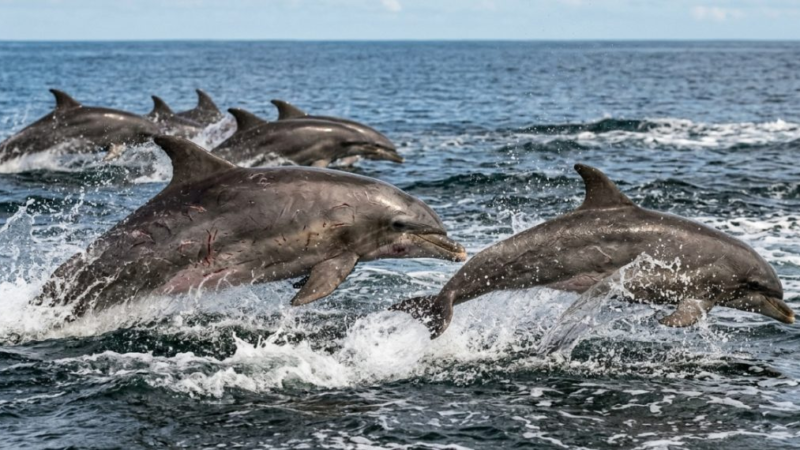 O lado sombrio dos golfinhos: eles caçam fêmeas, formam grupos e até ficam bêbados