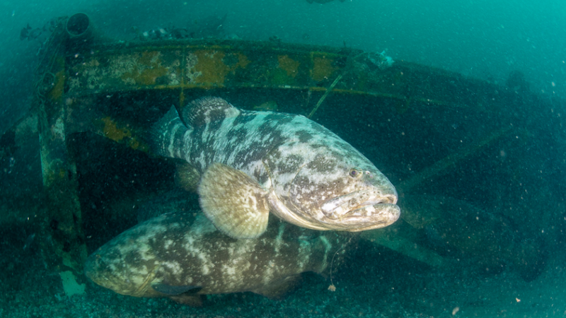 Peixe raro e ‘gigante’ reaparece em mergulho e impressiona com imagens inéditas em baía de SC
