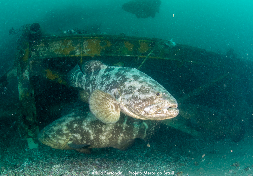 Peixe raro e ‘gigante’ reaparece em mergulho e impressiona com imagens inéditas em baía de SC
