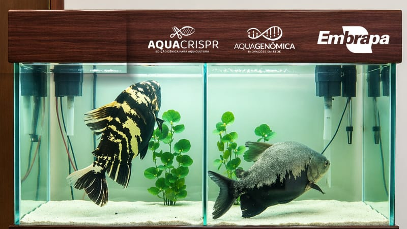 Embrapa Pesca e Aquicultura leva edição gênica e pirarucu defumado à Feira Brasil na Mesa