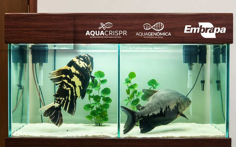 Embrapa Pesca e Aquicultura leva edição gênica e pirarucu defumado à Feira Brasil na Mesa