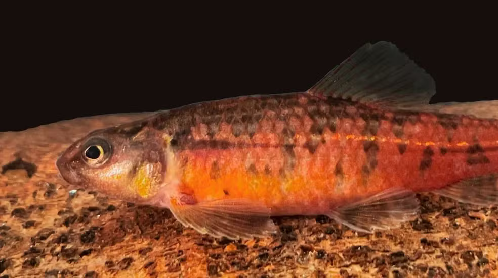 Mudança em rio há 5 milhões de anos explica nova espécie de peixe vermelho em MG