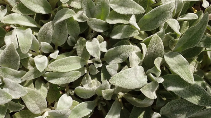 ‘Peixe’ para veganos: conheça a planta com sabor de peixe frito que você pode cultivar em vasos