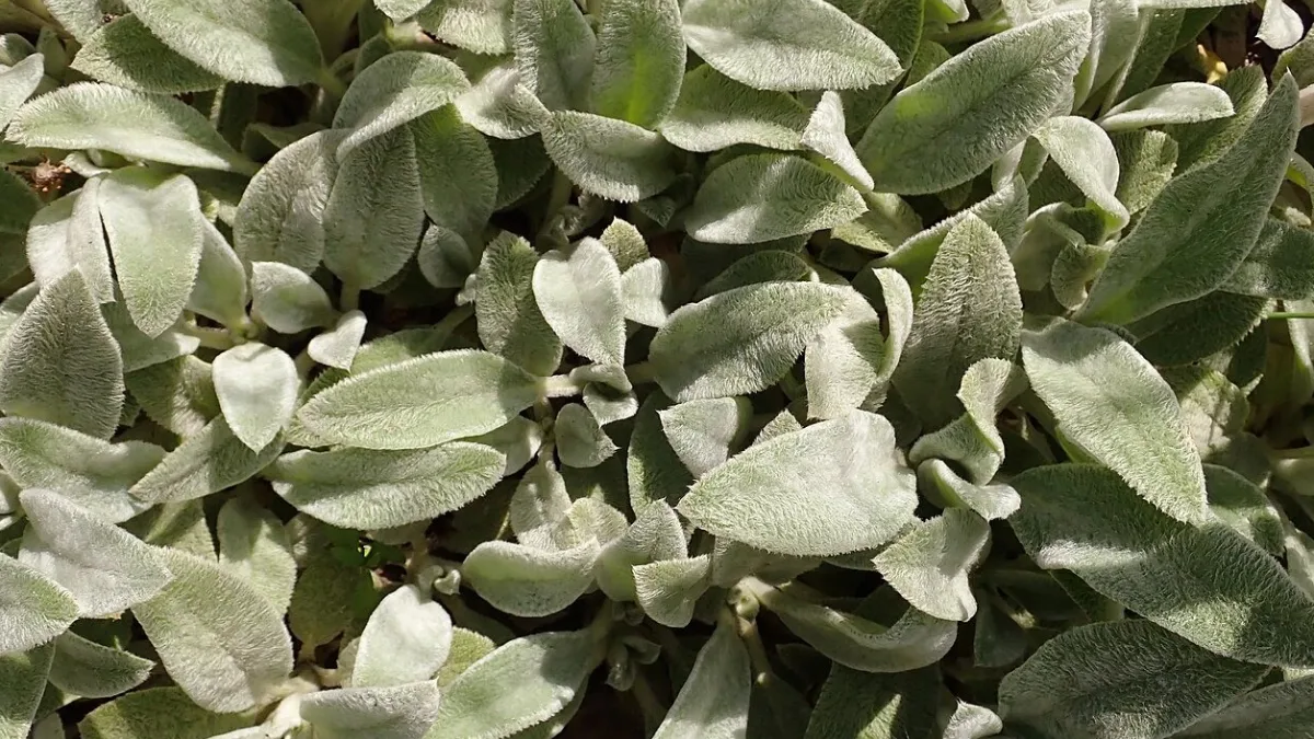 ‘Peixe’ para veganos: conheça a planta com sabor de peixe frito que você pode cultivar em vasos