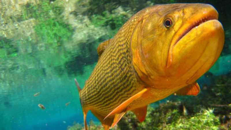 Migrações vitais de peixes de água doce entram em colapso e acendem alerta global