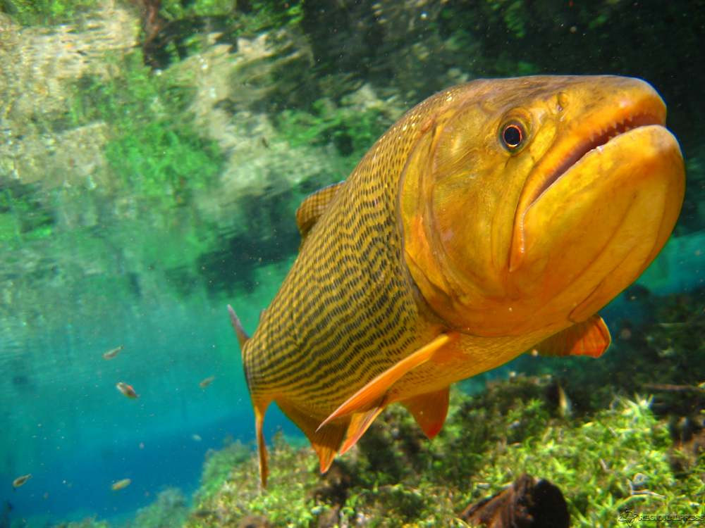 Migrações vitais de peixes de água doce entram em colapso e acendem alerta global