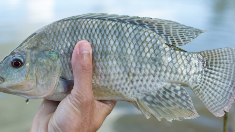 NOVA REGRA PARA TRANSPORTE DE PEIXES PROMETE REFORÇAR CONTROLE, MAS ABRE DEBATE NO SETOR