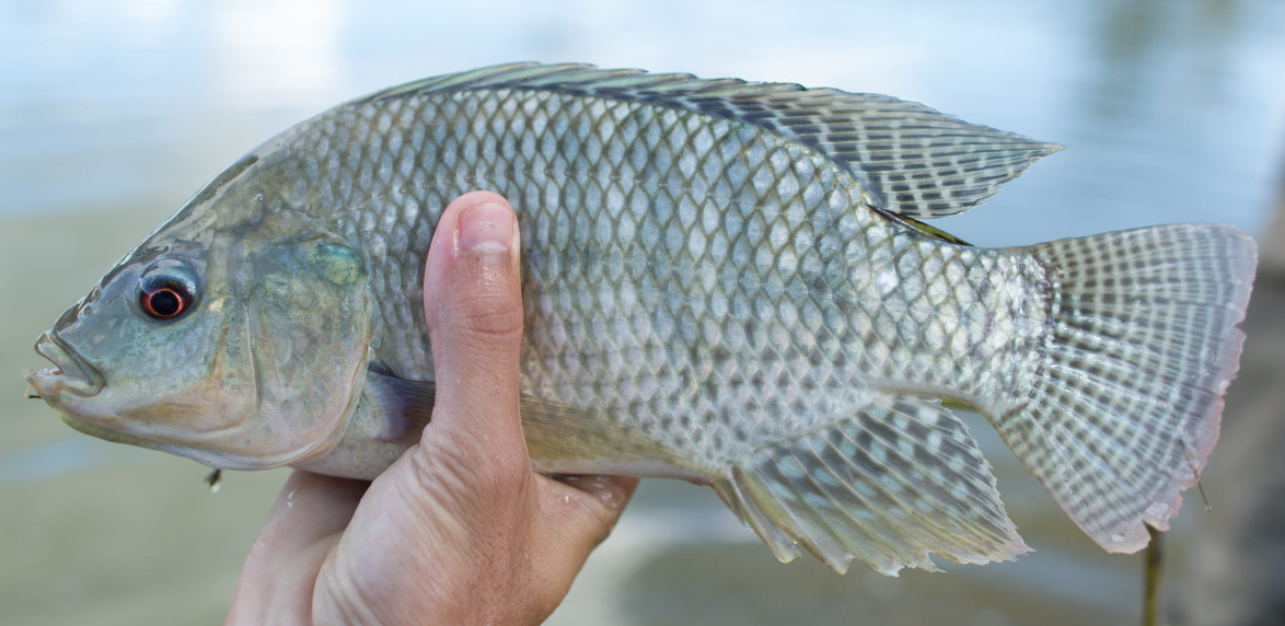 NOVA REGRA PARA TRANSPORTE DE PEIXES PROMETE REFORÇAR CONTROLE, MAS ABRE DEBATE NO SETOR