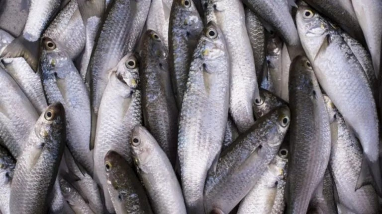 MPA divulga lista preliminar de embarcações credenciadas e não credenciadas nas vagas remanescentes para pesca da tainha em 2026 — Ministério da Pesca e Aquicultura
