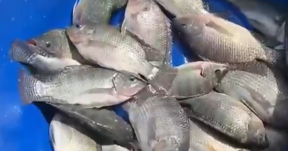 Produtor do Piauí inova ao usar água de poço salino para criar tilápia e camarão