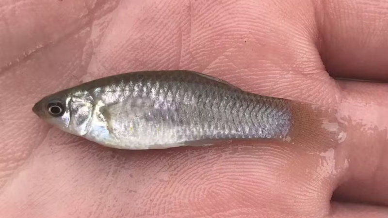 Peixe formado apenas por fêmeas desafia teorias da evolução