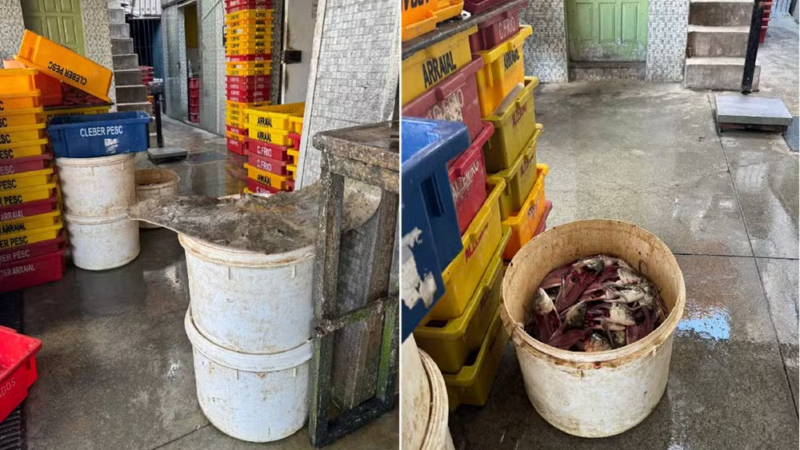 Fundação de Pesca destina mais de 36 toneladas de resíduos de pescado para reaproveitamento em Arraial do Cabo