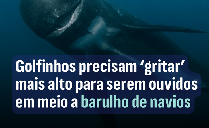 Golfinhos do Estreito de Gibraltar ‘gritam’ mais alto por ruído de navios