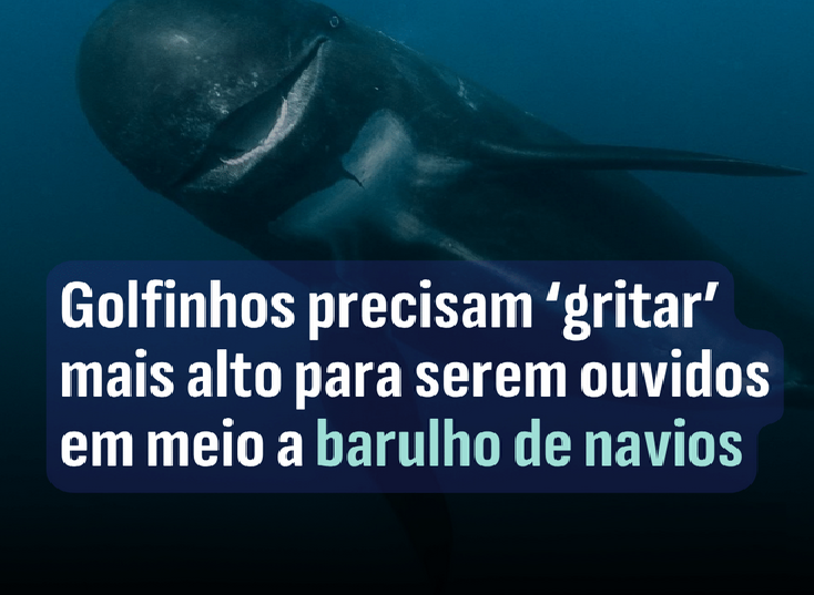 Golfinhos do Estreito de Gibraltar ‘gritam’ mais alto por ruído de navios