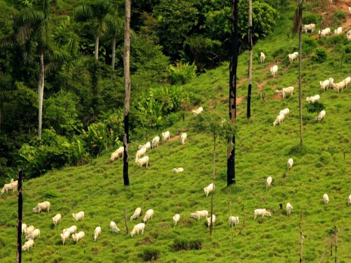 Resolução Conama nº 513 reposiciona licenciamento ambiental como instrumento vivo de política pública