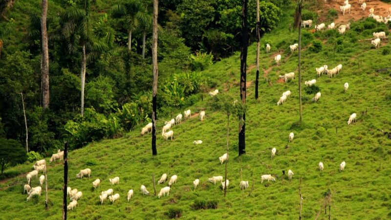 Resolução Conama nº 513 reposiciona licenciamento ambiental como instrumento vivo de política pública
