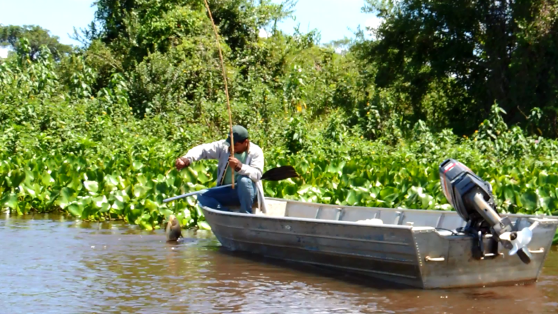 Pesquisas subsidiam políticas públicas de Pesca no Pantanal