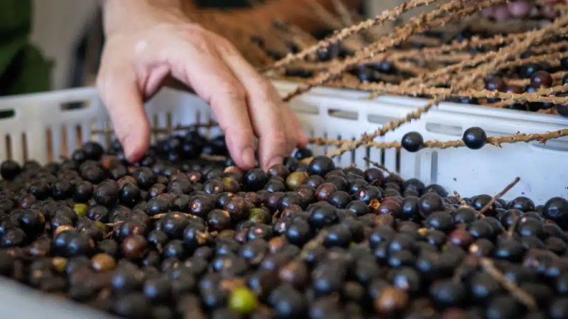 Parece açaí, mas não é: esse fruto de alto valor nutritivo vem ganhando espaço na gastronomia
