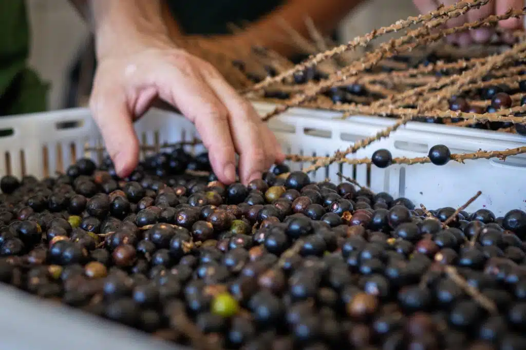 Parece açaí, mas não é: esse fruto de alto valor nutritivo vem ganhando espaço na gastronomia
