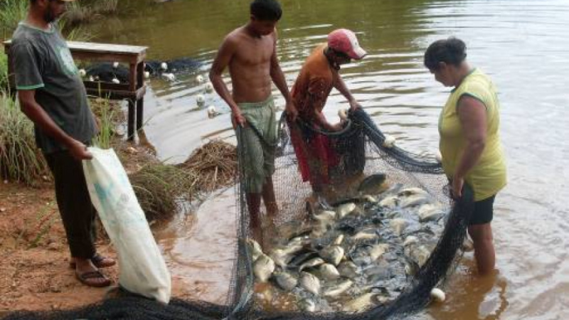 Pequenas pisciculturas perdem produtividade por falhas de manejo e falta de controle