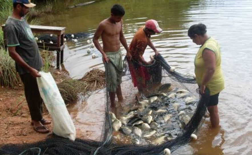 Pequenas pisciculturas perdem produtividade por falhas de manejo e falta de controle