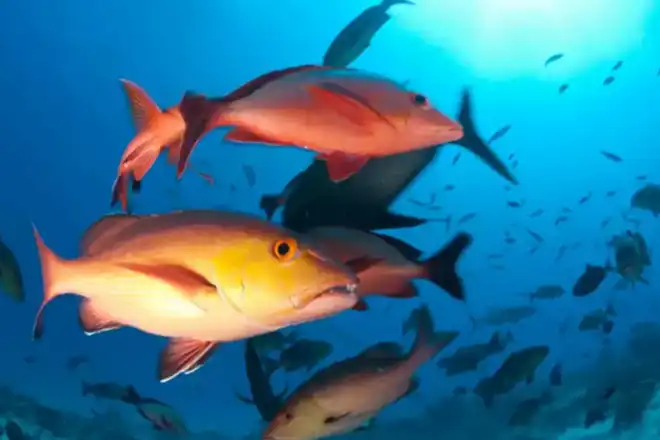 Brasil atualiza lista de peixes ameaçados de extinção após uma década.