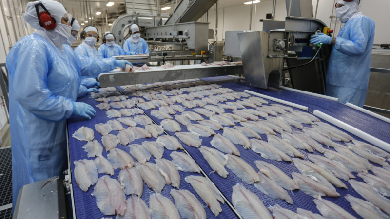Mudança na classificação da tilápia pode derrubar em até 90% as exportações
