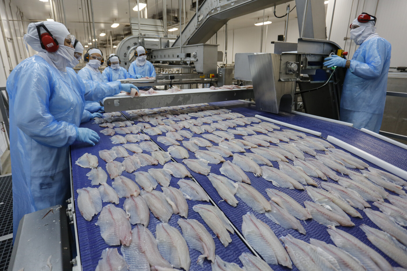 Mudança na classificação da tilápia pode derrubar em até 90% as exportações