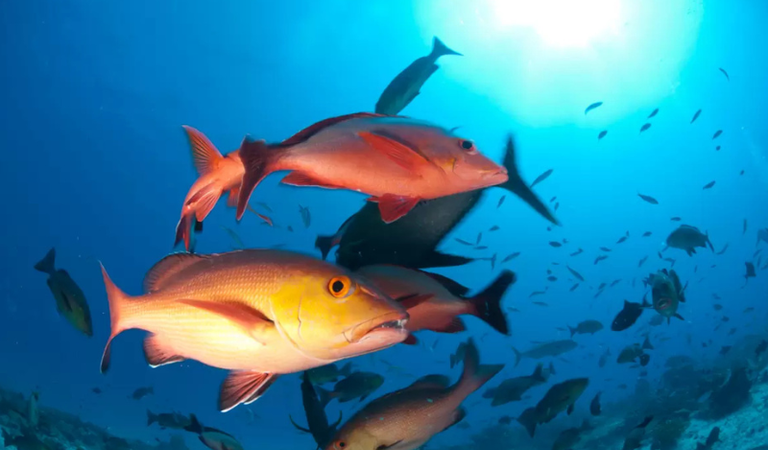 Pargo, peixe de alto interesse econômico, é classificado como em perigo de extinção em nova lista de espécies ameaçadas