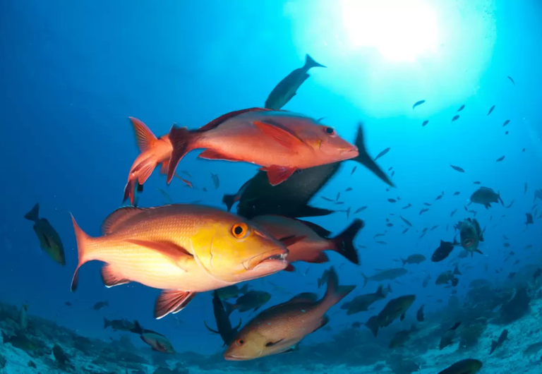 Pargo, peixe de alto interesse econômico, é classificado como em perigo de extinção em nova lista de espécies ameaçadas