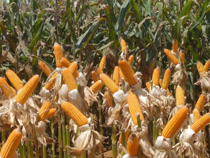 O que é agronegocinho. E como chega aos pequenos produtores