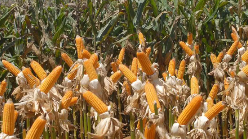 O que é agronegocinho. E como chega aos pequenos produtores